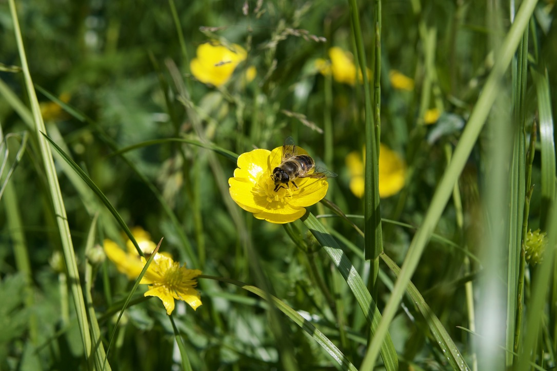 Een bij op een gele boterbloem in een groene weide.
