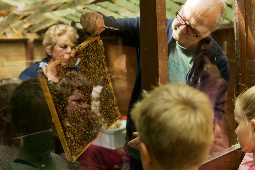Een imker toont een bijenraat aan een groep kinderen achter glas.