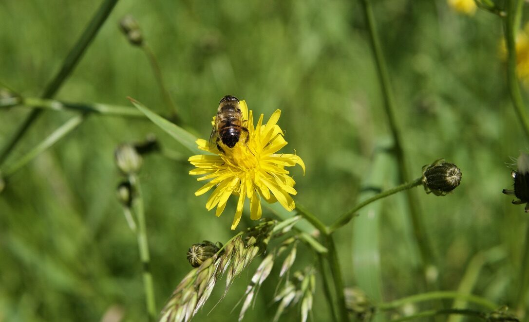 Bij op een gele paardenbloem met groene achtergrond.