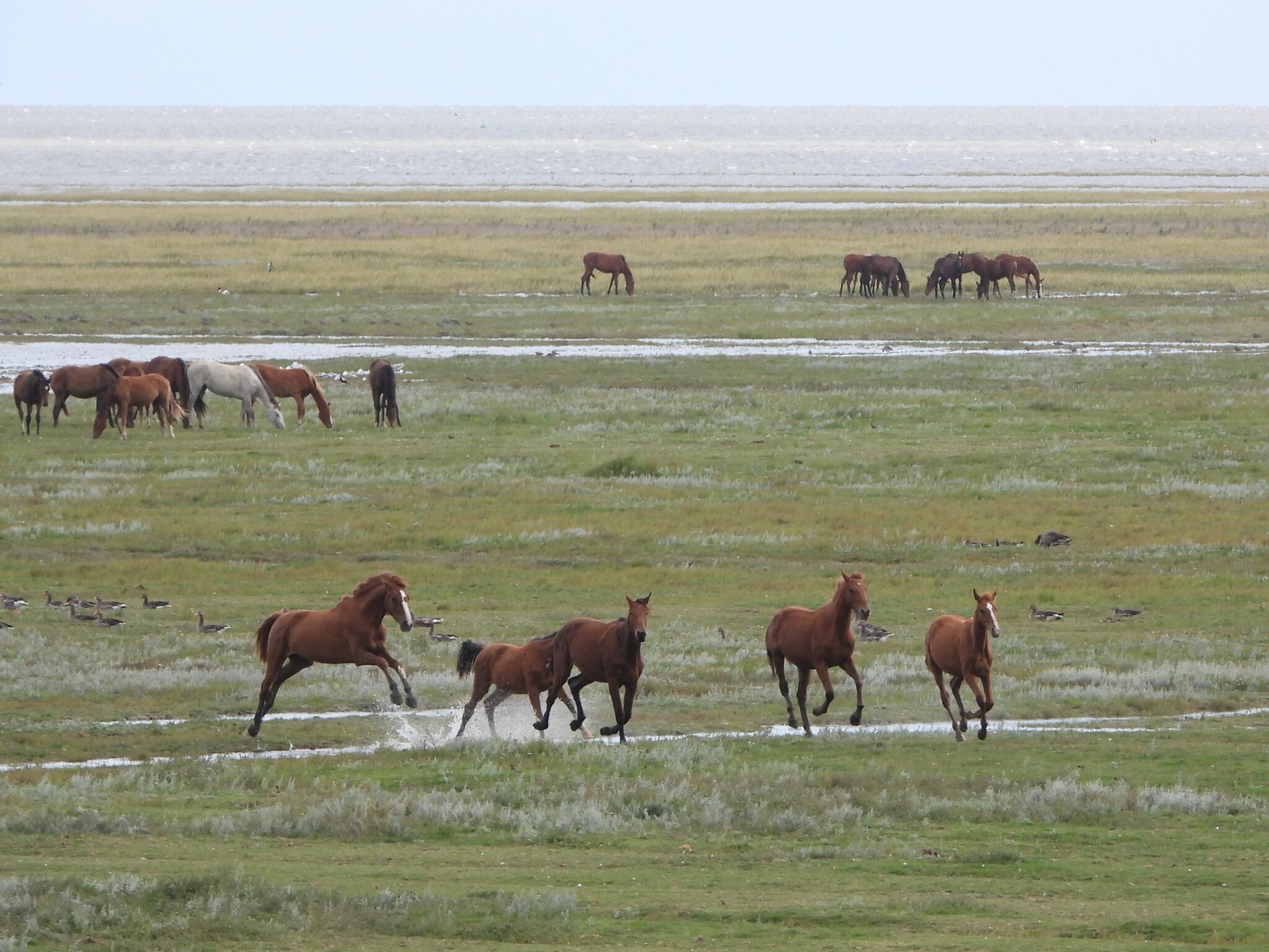 Paarden galopperen door een grasland met op de achtergrond grazende kuddes en vogels.