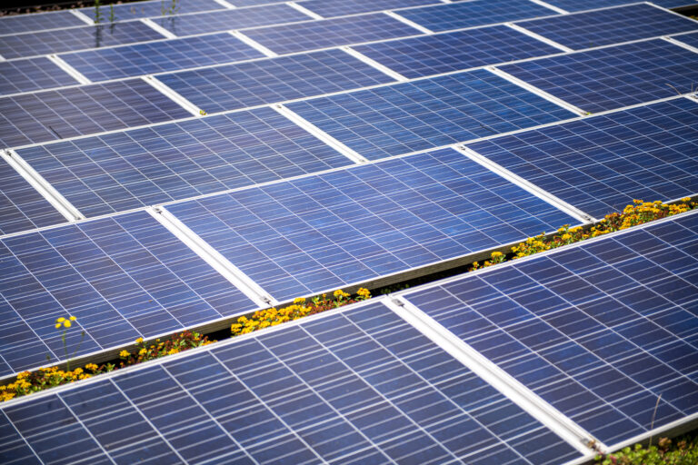 Zonnepanelen geplaatst tussen gele bloemen, symmetrisch gerangschikt op een veld.