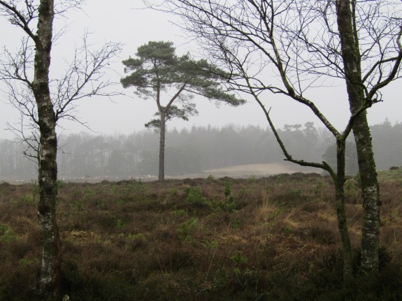 Natuurterrein Hoekenbrink