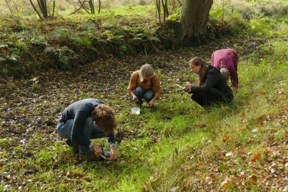 wildplukken