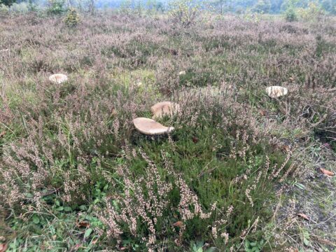 Heideveld met verspreide paddenstoelen en lage begroeiing in een bosrijke omgeving.