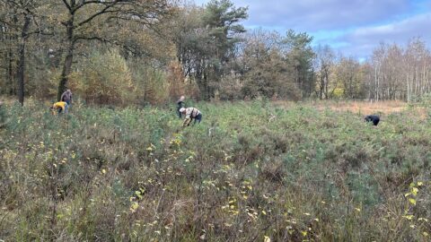 Mensen planten bomen in een herfstig bos, omgeven door groen en kale bomen onder een bewolkte hemel.