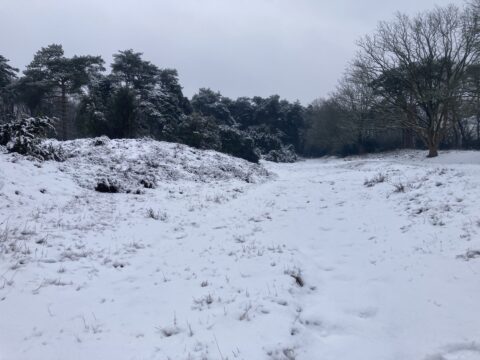 Besneeuwd bospad, omgeven door met sneeuw bedekte bomen en struiken onder een grijze lucht.