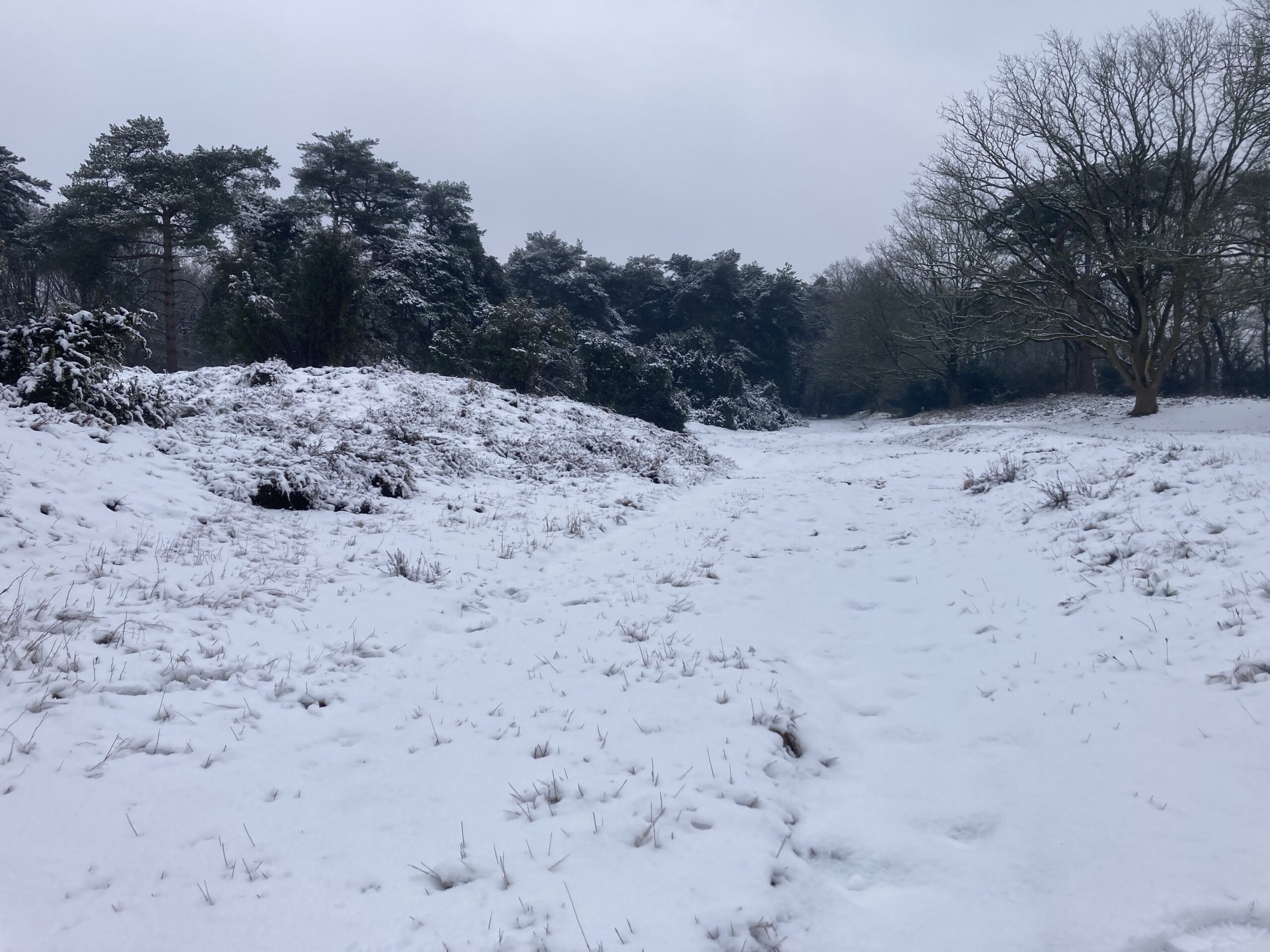 Besneeuwd bospad, omgeven door met sneeuw bedekte bomen en struiken onder een grijze lucht.