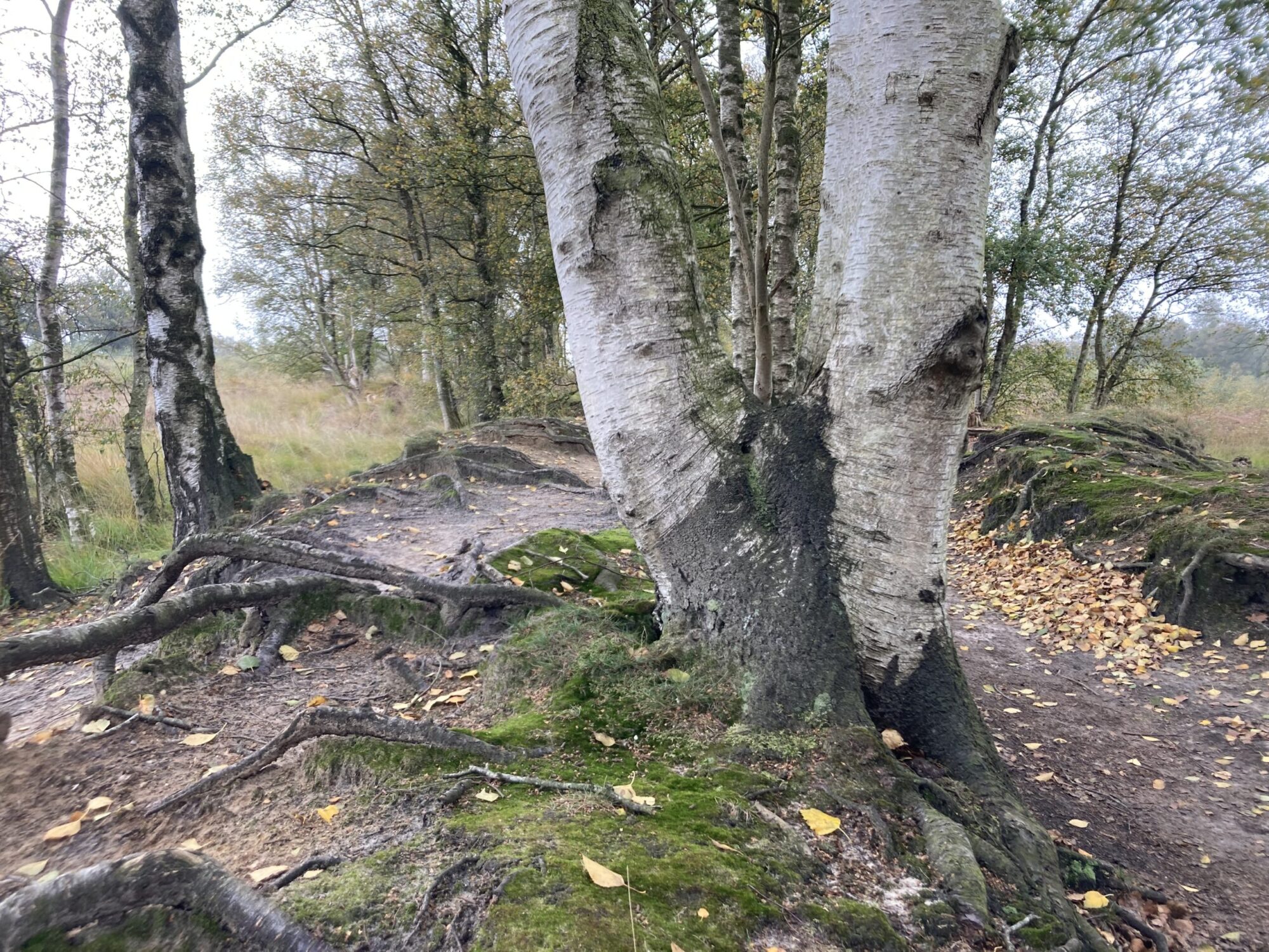 Boom met dikke wortels en bemoste grond in een bosrijke omgeving.