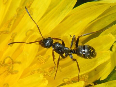 Zwarte mier op een gele bloem, bedekt met stuifmeel.