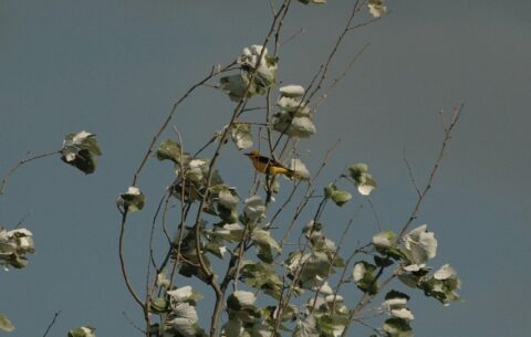 Gele vogel zittend in hoge bomen met groenige bladeren tegen een heldere hemel.