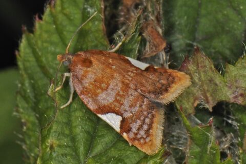 Bruin-oranje vlinder op een groene bladachtergrond met lichte vlekken op de vleugels.