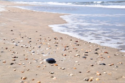 Strandwandelexcursie “Is het strand meer dan een bak zand?”.