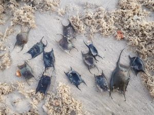 Strandwandeling