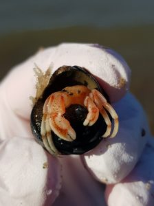 Strandwandeling