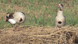 Fietstocht Krommenieër Woudpolder
