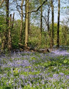 Wandeling Park Westerhout