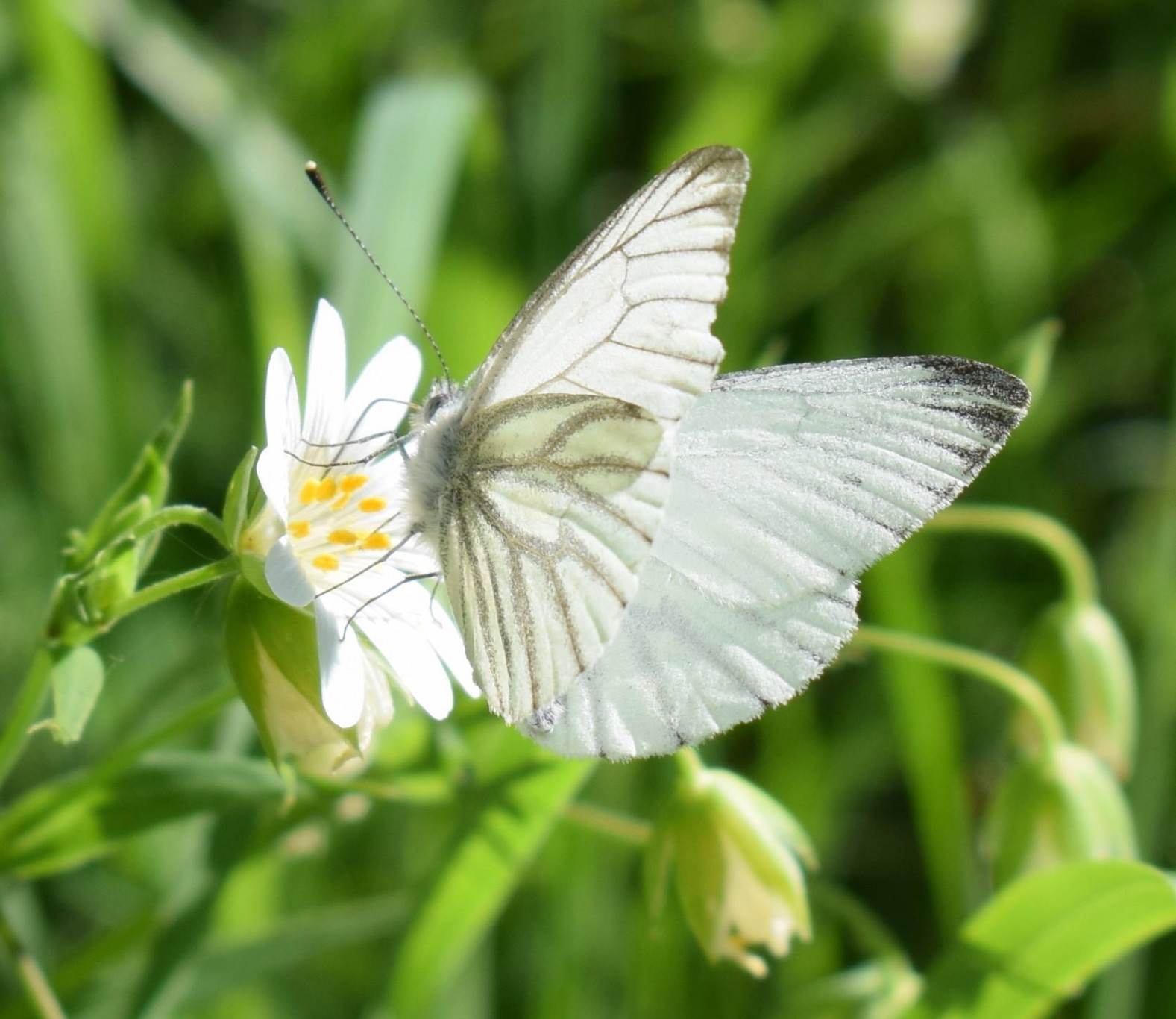 Vlinder op witte bloem tegen een groene, onscherpe achtergrond.