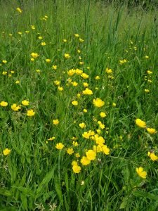 Wandeling Park Assumburg