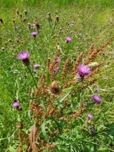 Wandeling Park Assumburg