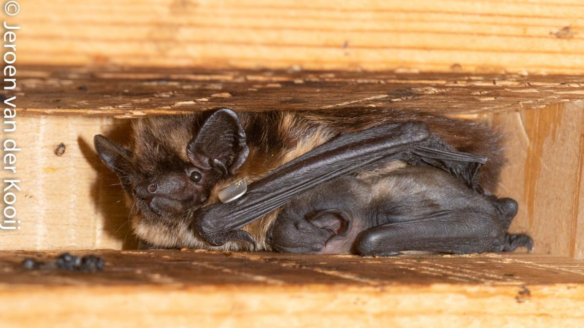 Een vleermuis hangt in een houten scheur, dichtbij gefotografeerd.