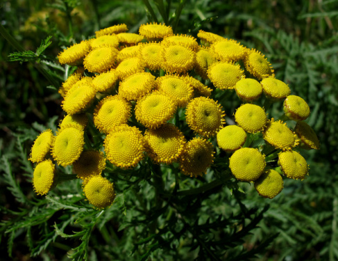 Gele boerenwormkruid in bloei met groene bladeren op de achtergrond.