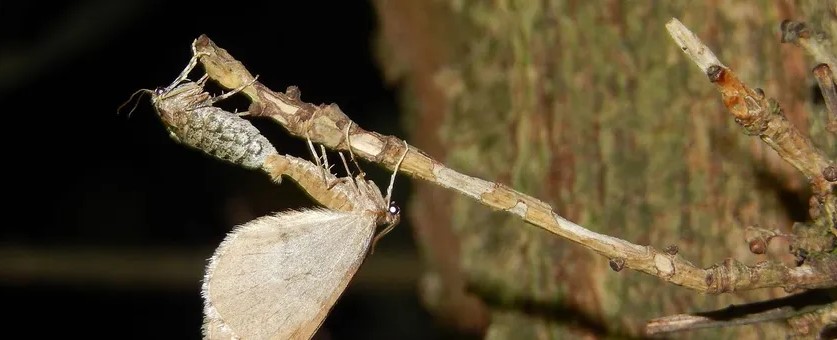 Een vlinder hangt uit een cocon aan een tak voor een boomstam.