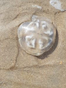 Strandwandeling