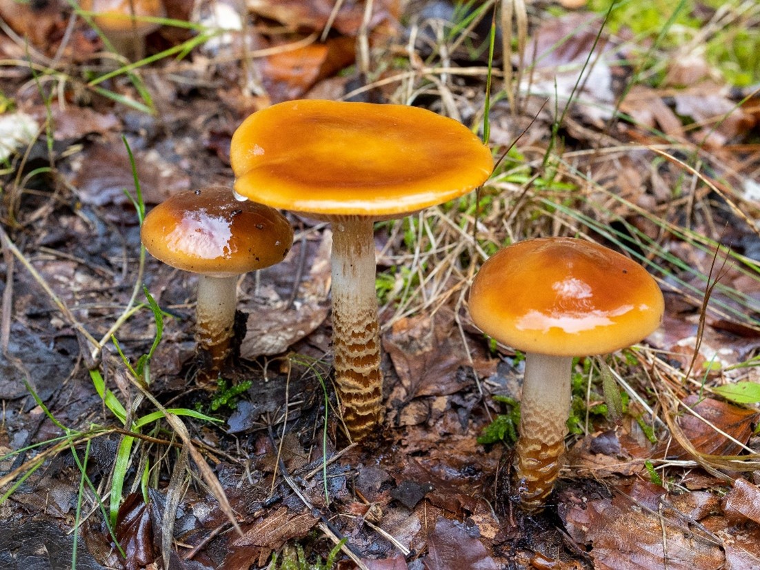 Gegordelde gordijnzwam