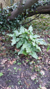 Wandeling rond Kasteel Marquette