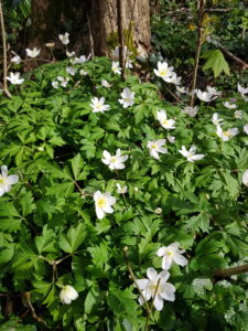 Wandeling Park Westerhout