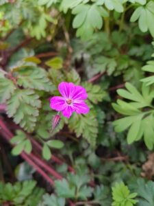 Wandeling Park Westerhout