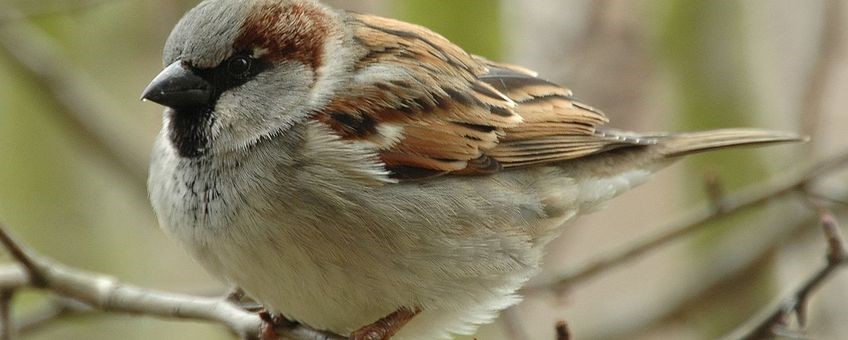 Mus zit op tak, close-up met groene achtergrond.