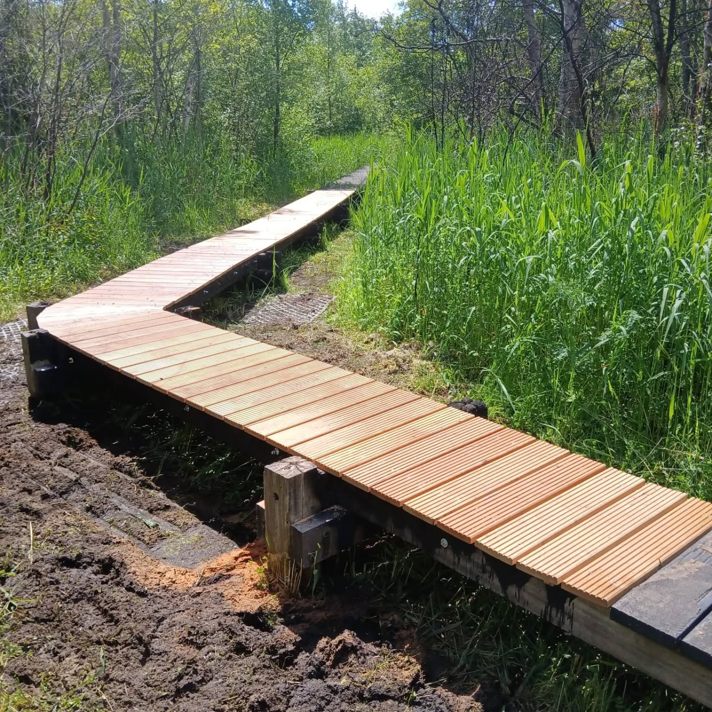Houten wandelpad door groen, bosrijk gebied met hoge begroeiing en helder weer.