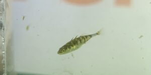 Kleine vis met gestreept patroon zwemt in een aquarium tegen een wazige achtergrond.