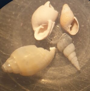 Vier kleine, beige en witte schelpen op een glad oppervlak.