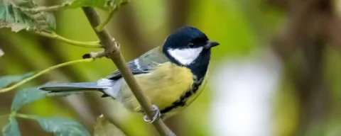 Koolmees zit op een tak met groene bladeren, zachte achtergrond.