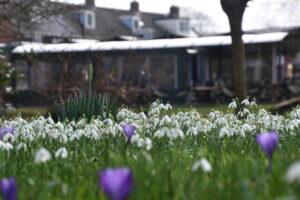 Sneeuwklokjes en paarse bloemen in een tuin, met een huis op de achtergrond.