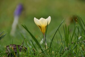 Gele krokus in groen gras met een vage paarse bloem op de achtergrond.
