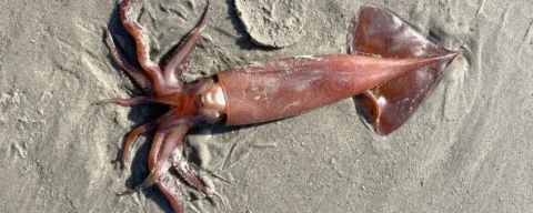 Bruine inktvis op nat zandstrand, zichtbaar met tentakels en vinnen.