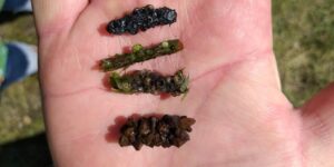 Een hand toont vier kleine, verschillende formaties van natuurlijke materialen.