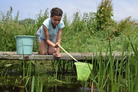 Kind vangt waterdieren met een netje naast een emmer op een houten steiger bij een beek.