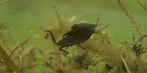 Bruine waterwants onderwater tussen algen en takjes in een groenig water.