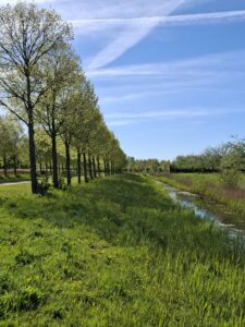 Rij bomen langs een groen veld met sloot en helderblauwe lucht.