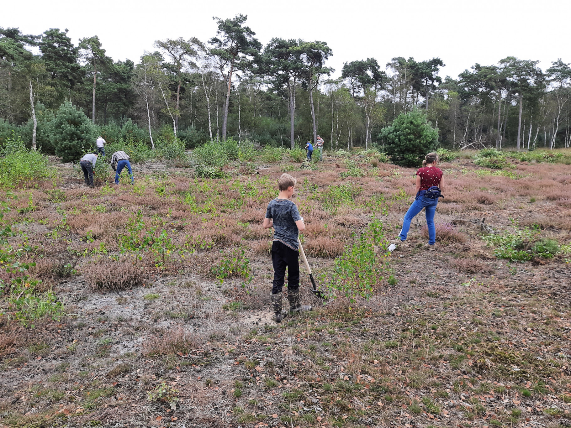Berken verwijderen Strabrechtse Heide