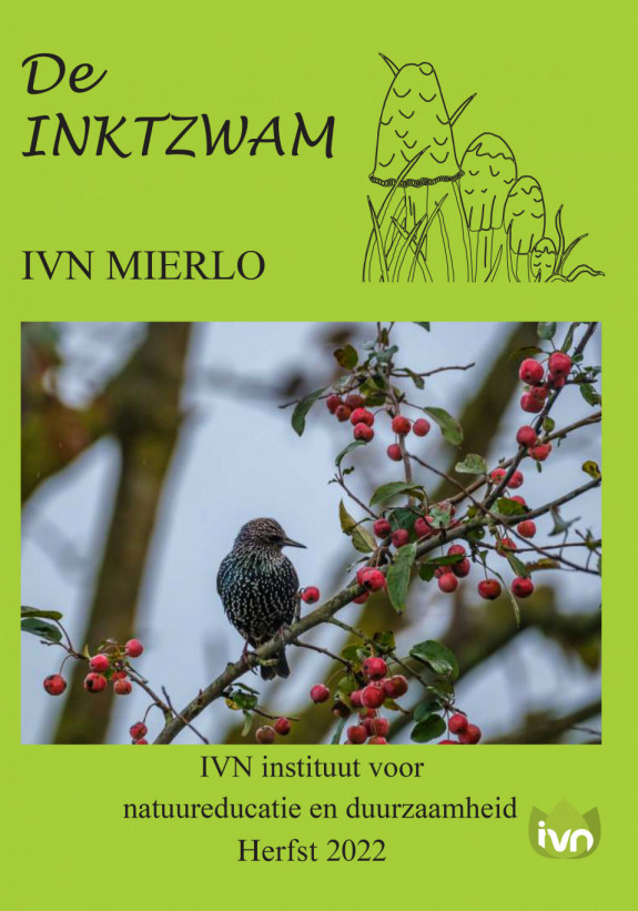  Inktzwam Herfst 2022