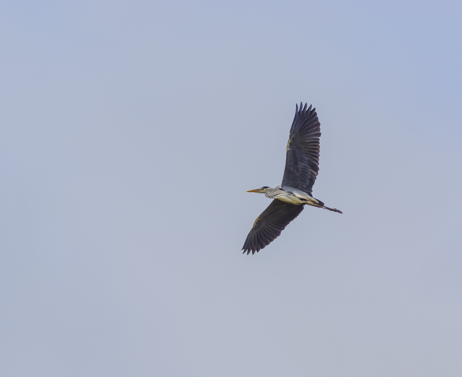 Vogelwerkgroep