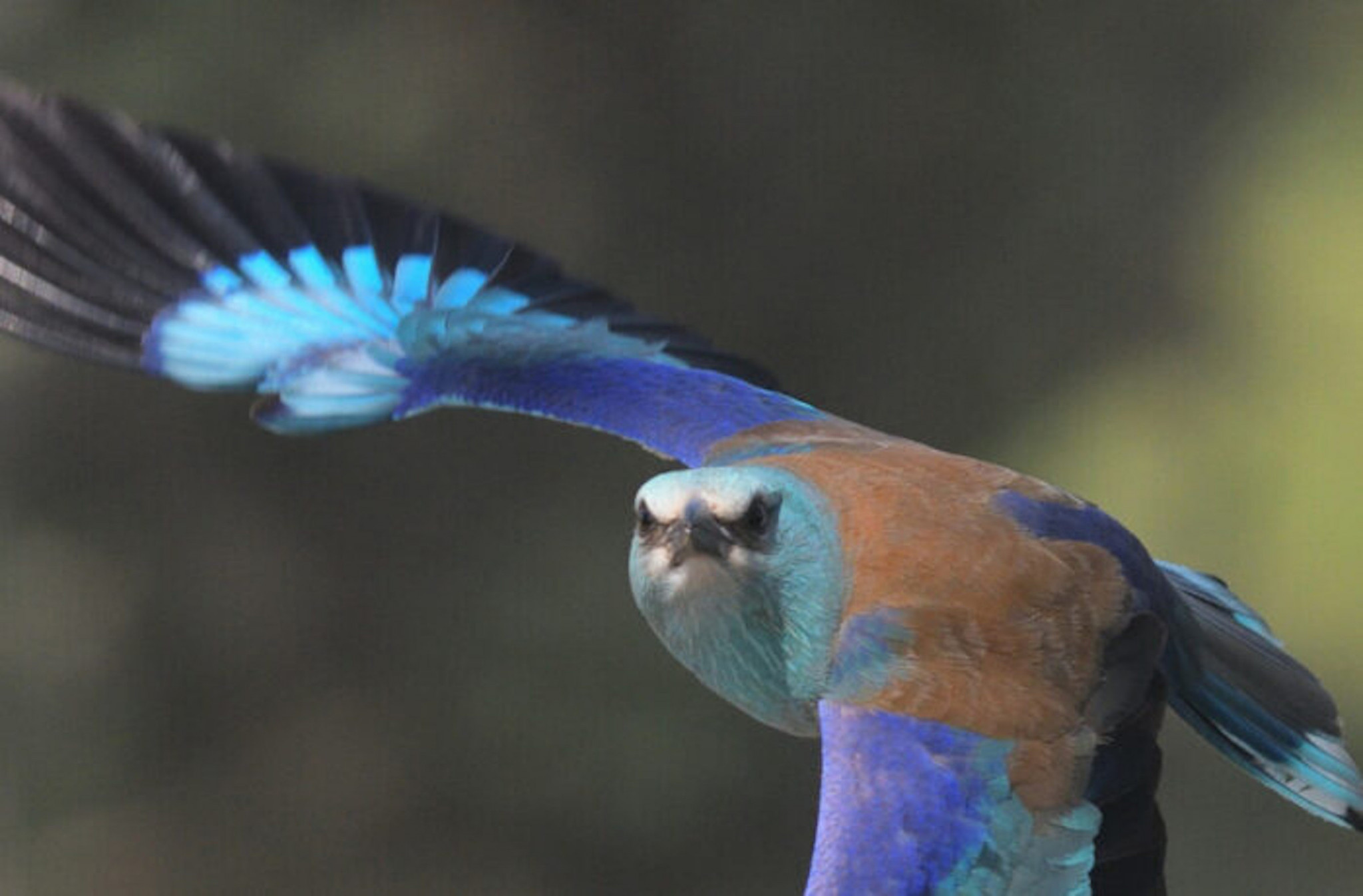 Lezing “Vogels in Bulgarije”