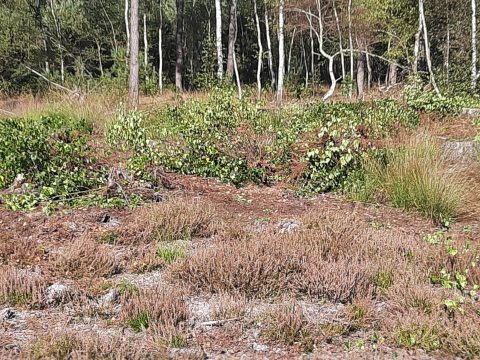 Bosrand met gras, struiken en bomen met dunne stammen in een natuurlijke omgeving.