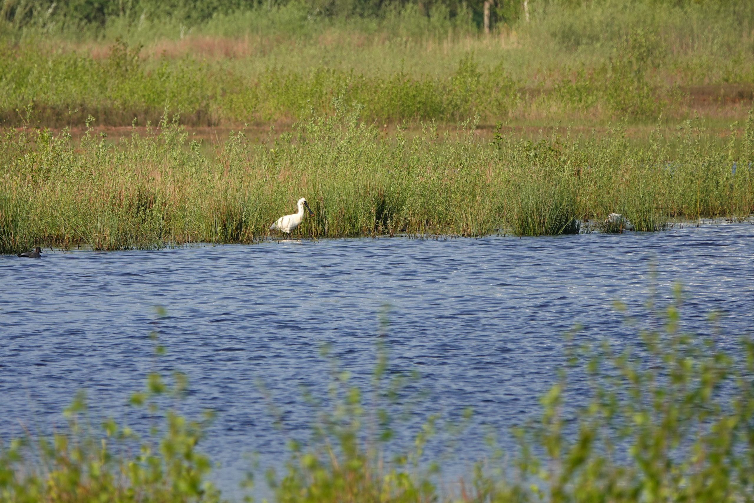 Witte vogel staat in ondiep water omringd door gras en groene struiken.