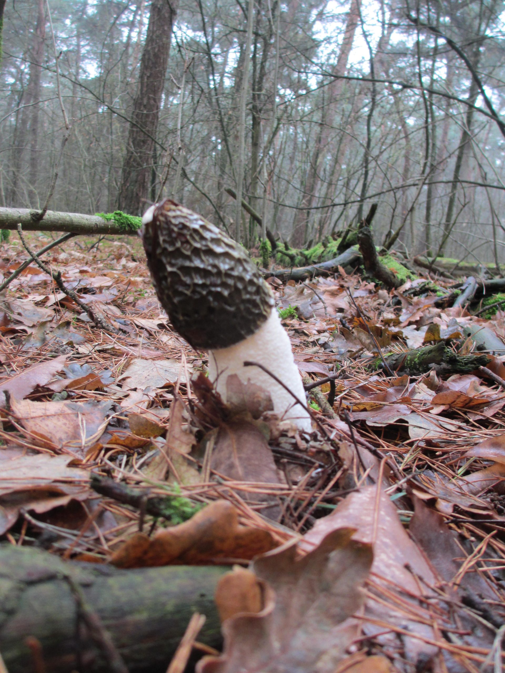 Paddestoel in bos met herfstbladeren en mos op de grond.